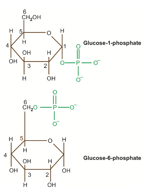 Phosphoric acid ester of glucose. Monosaccharide Derivatives